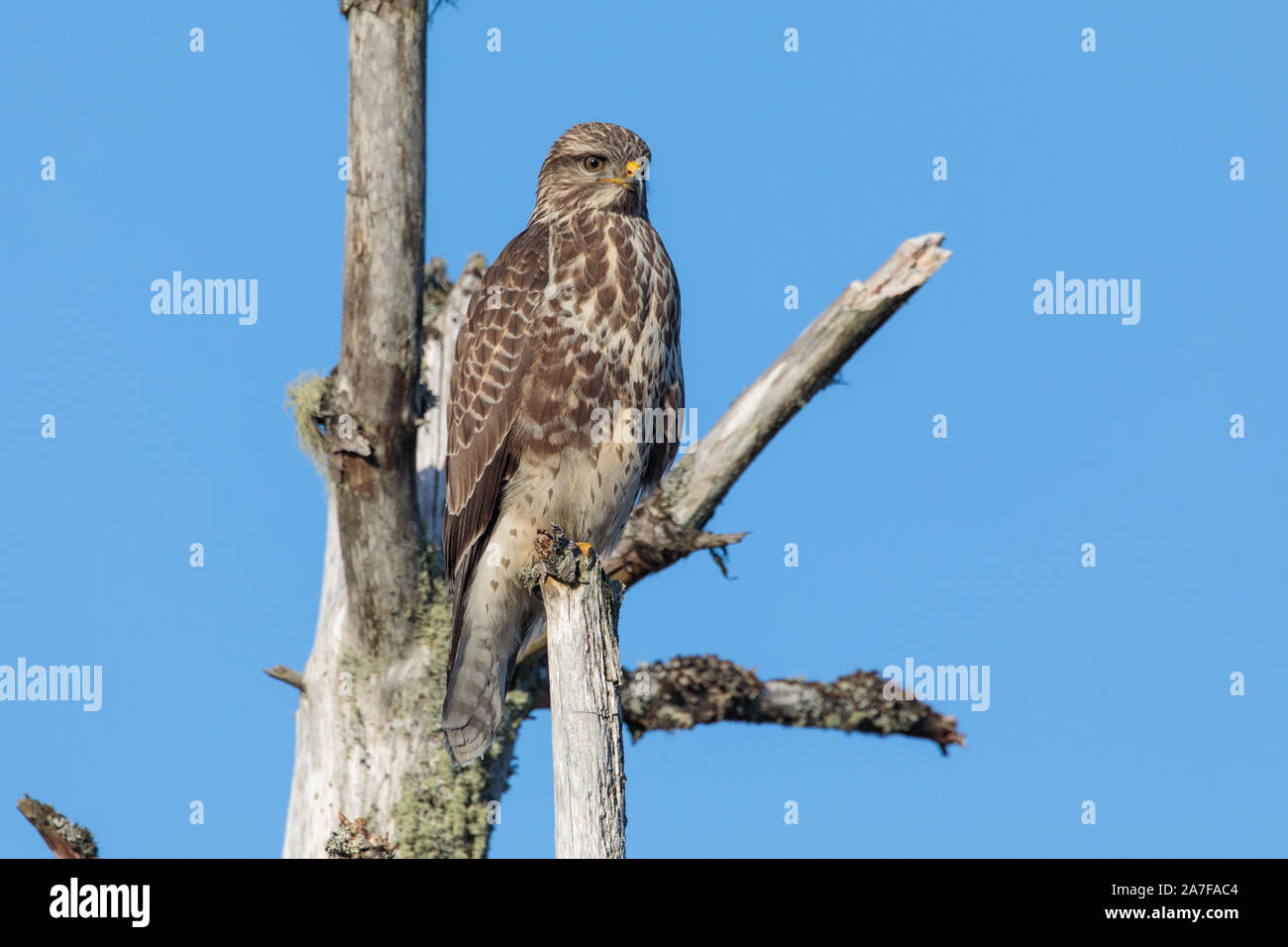 Buse variable, Buteo buteo Banque D'Images