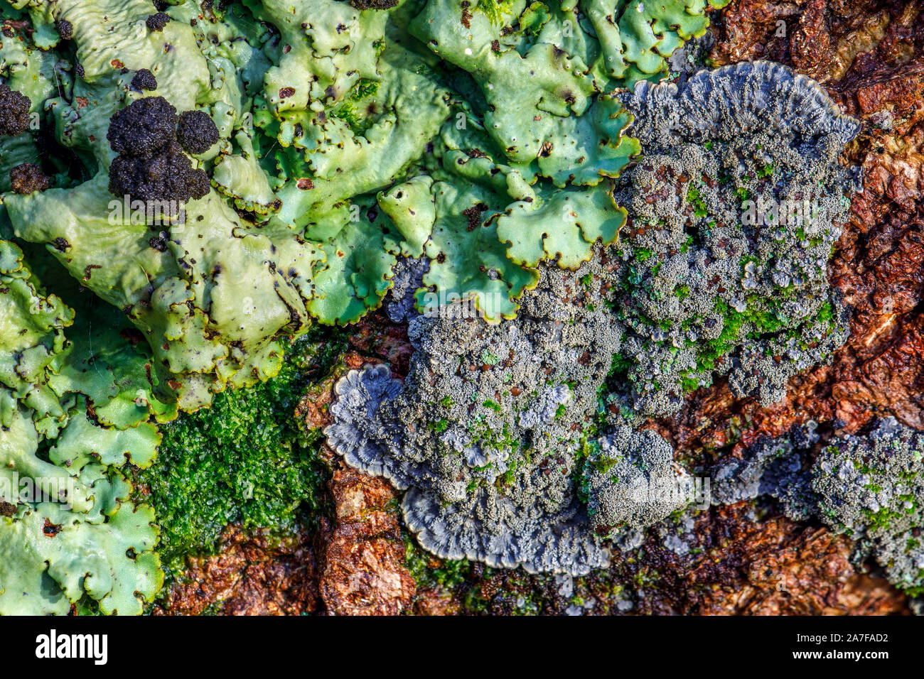 Communauté de lichens Lobarion Banque D'Images