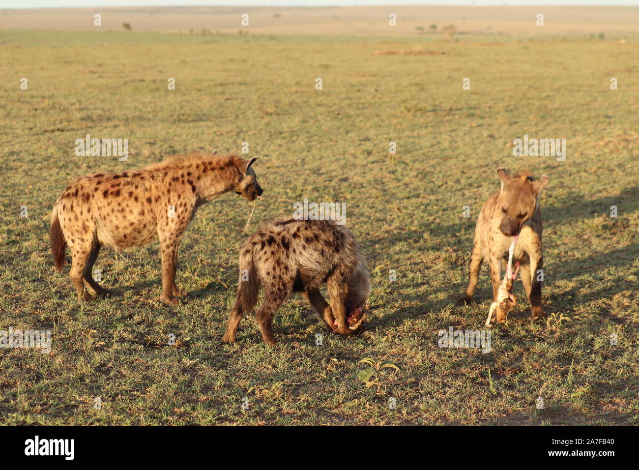 Groupe de hyènes dans la savane africaine. Banque D'Images