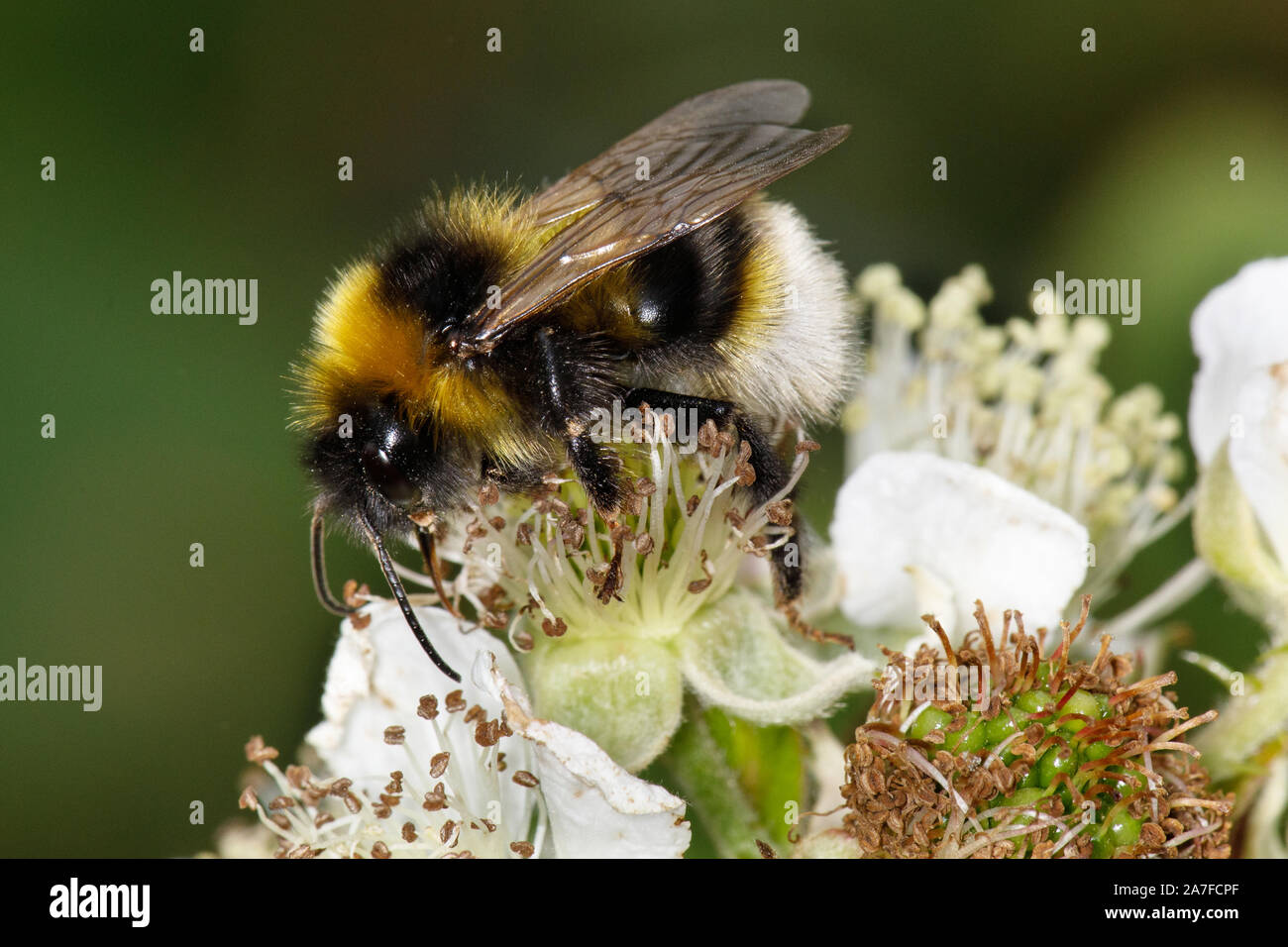 Coucou gitane, Bumblebee Bombus bohemicus Banque D'Images