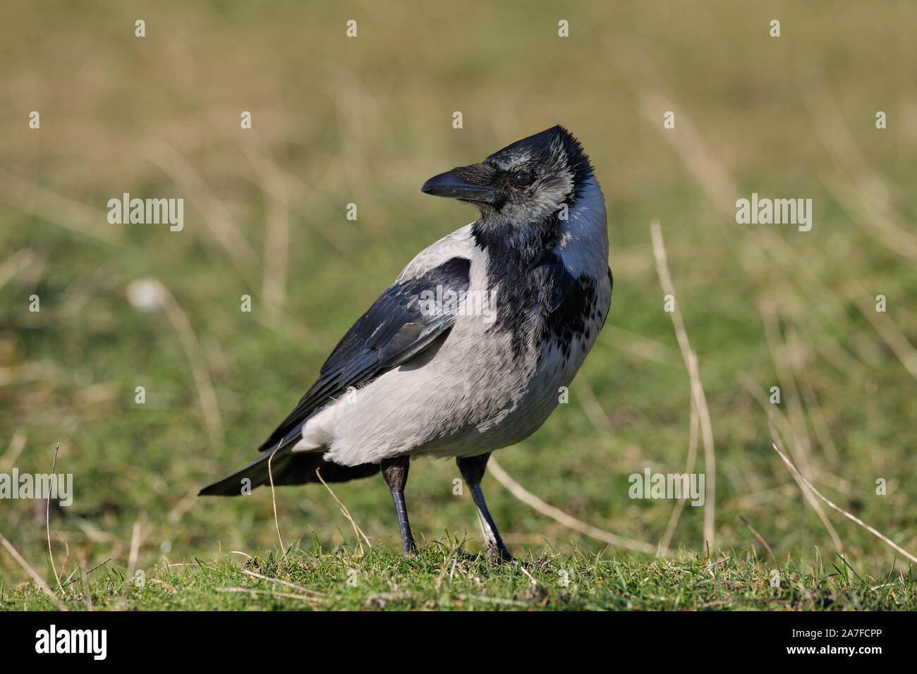 Hooded crow (Corvus cornix) Banque D'Images