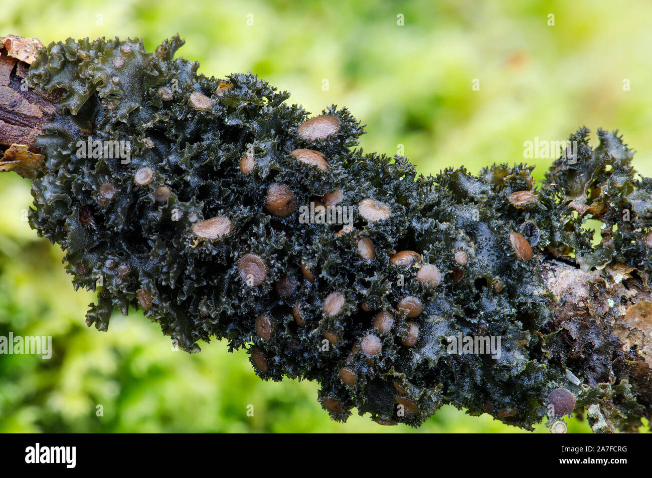 Frilly fruits' jelly-peau lichen, lichen burgessii Banque D'Images