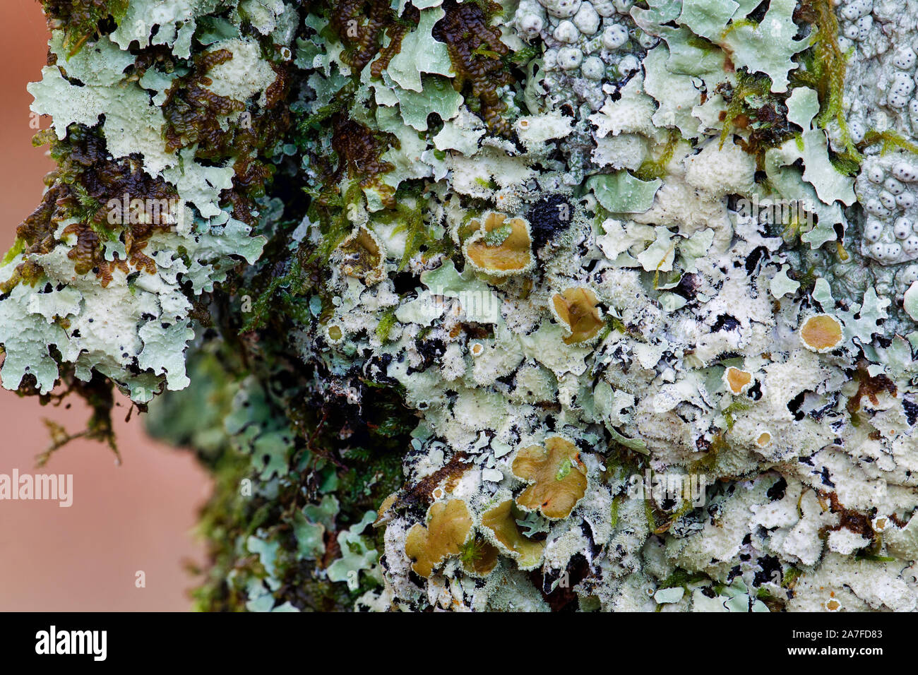 Crottle gris lichen, Parmelia saxatilis Banque D'Images