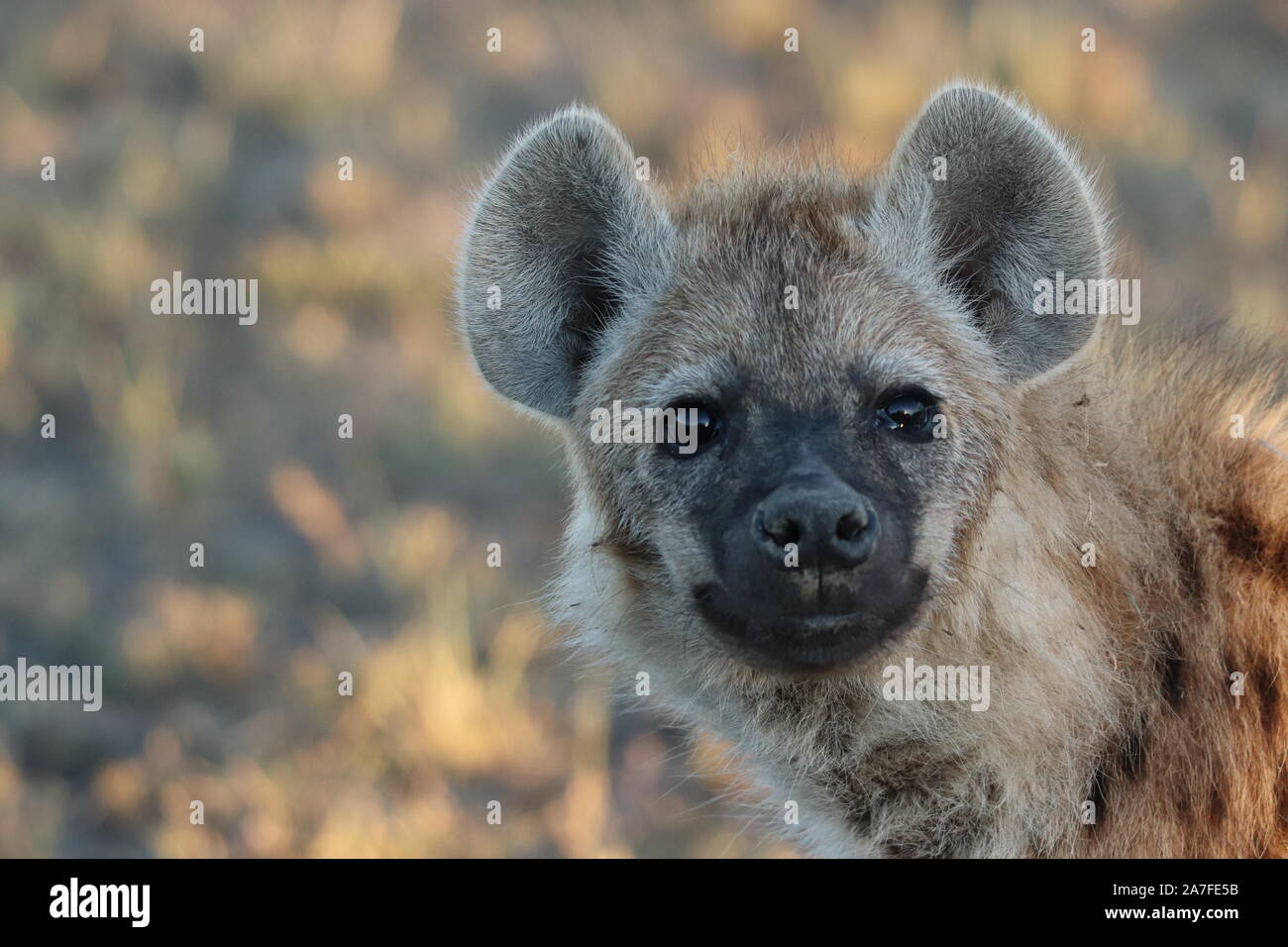Jeune hyène face closeup. Banque D'Images