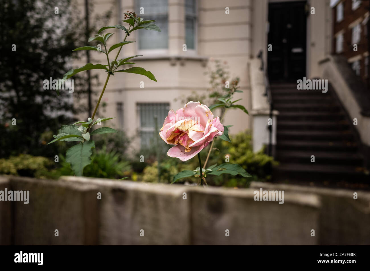 Rose solitaire pokes au-dessus de la clôture dans Ladbroke Grove, London UK Banque D'Images