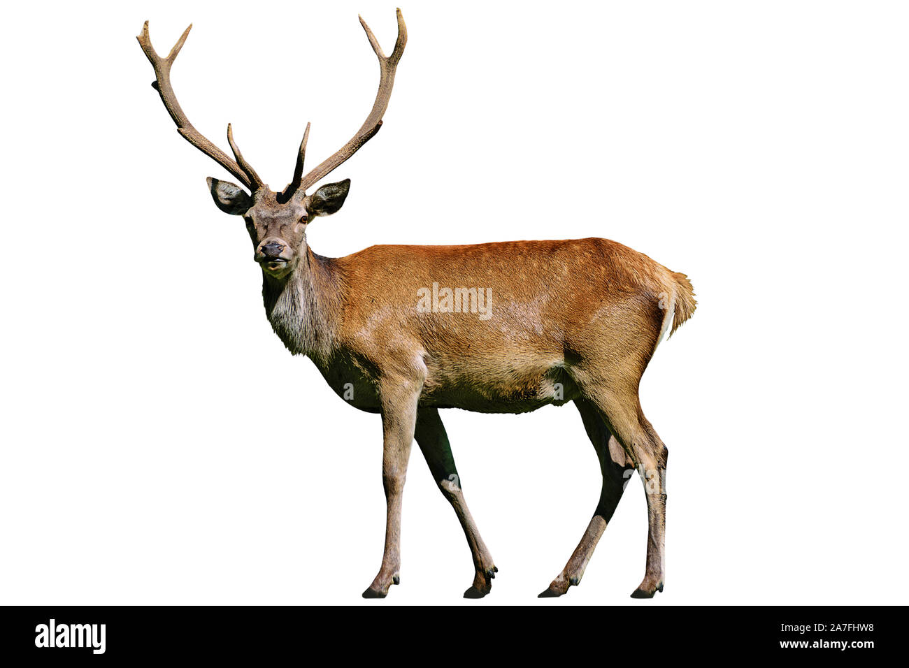 Portrait of a wild red deer stag isolé sur un fond blanc en close-up ( haute plus de détails) Banque D'Images
