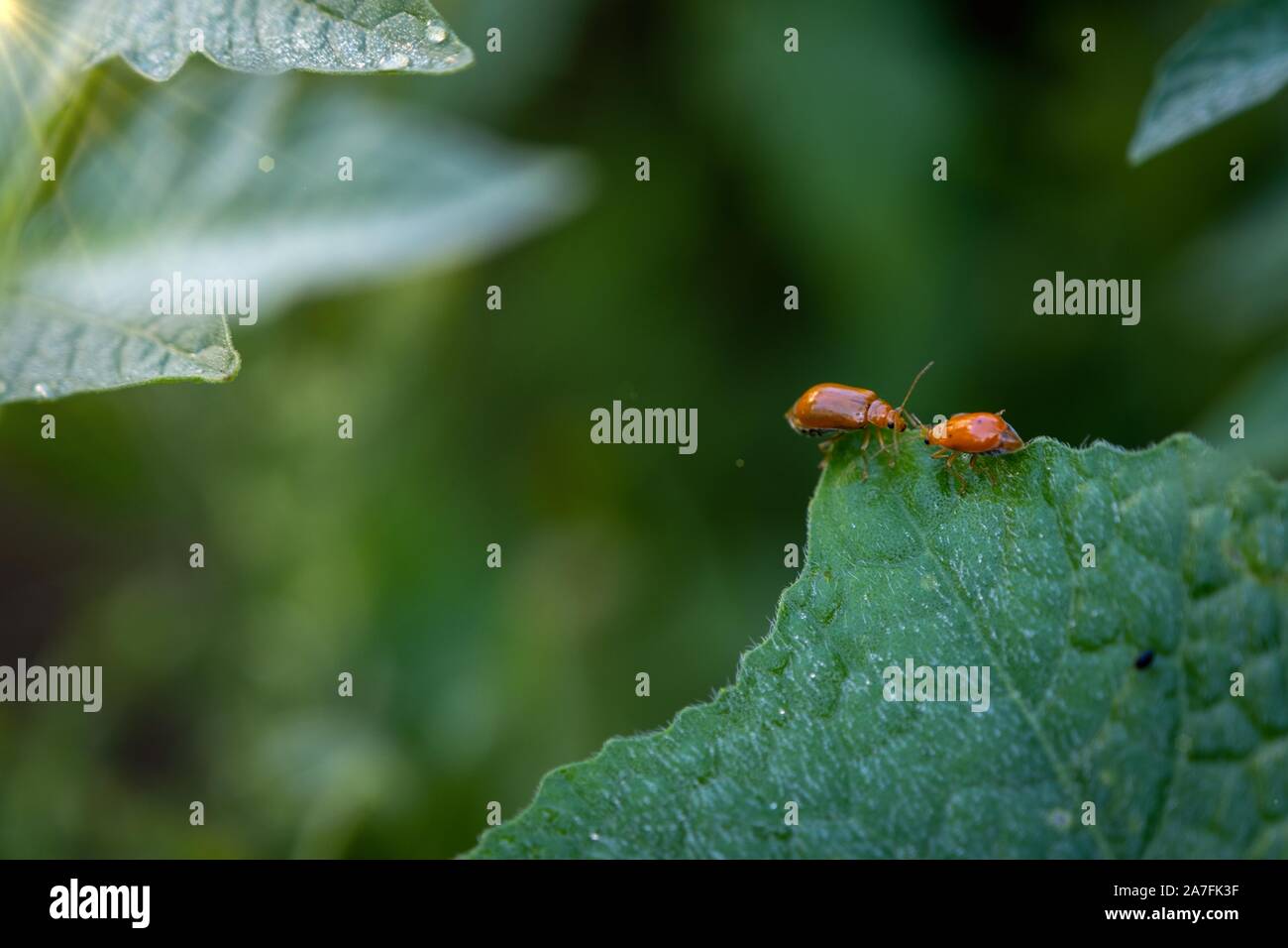 Le couple de coccinelles sur une citrouille feuilles sur fond vert. Banque D'Images