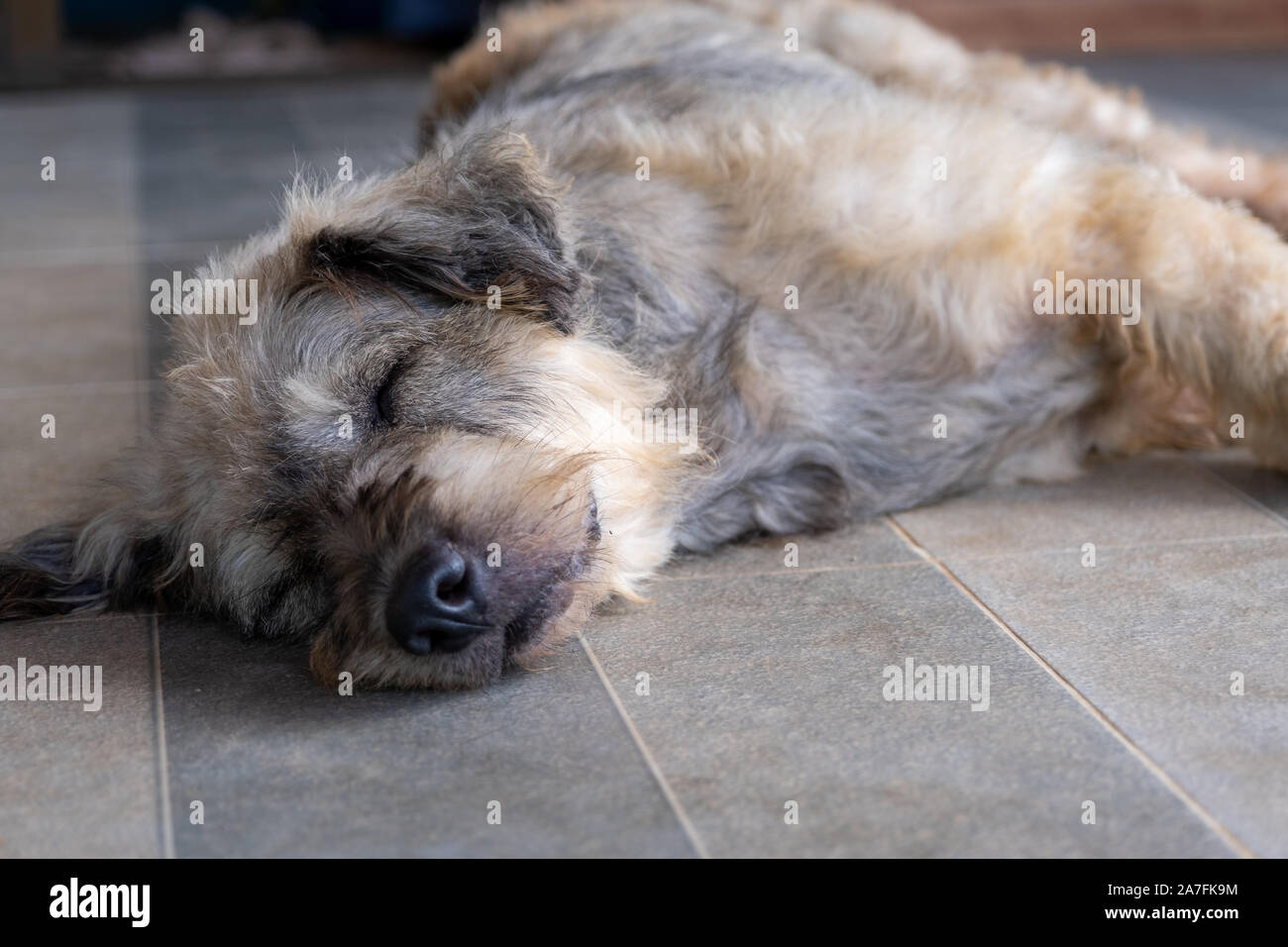 Un chien paresseux sommeil animal fixer assis canine concept. Banque D'Images
