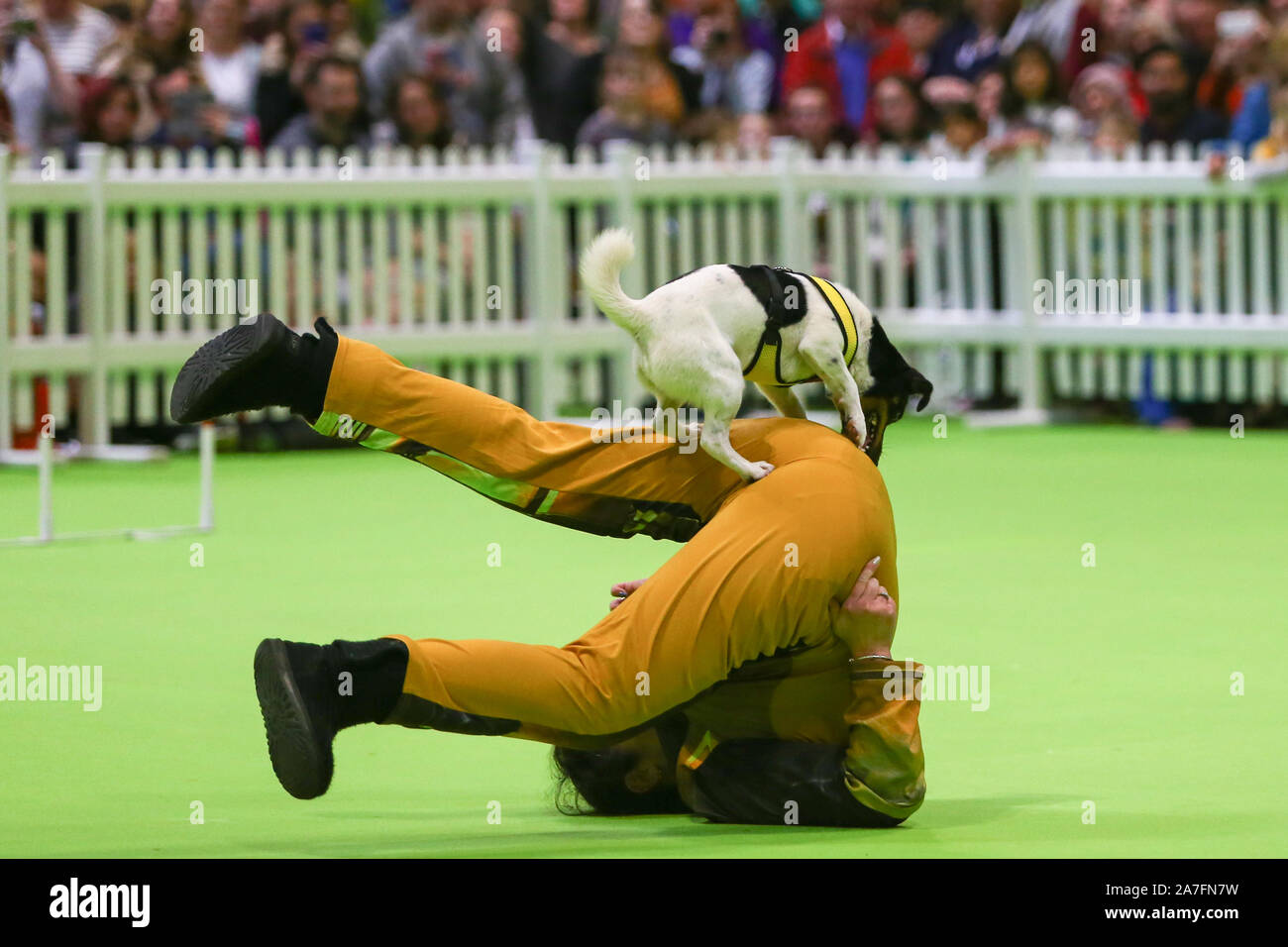 Birmingham, UK. 2 novembre, 2019. Un Jack Russell Terrier effectue pour la foule au National Pet Show qui se tient à la CEN à la fin de semaine. Des centaines d'animaux, petits et grands, basse-cour et exotiques, poilu et de plumes, sont exposés et de l'exécution à des expositions. Peter Lopeman/Alamy Live News Banque D'Images