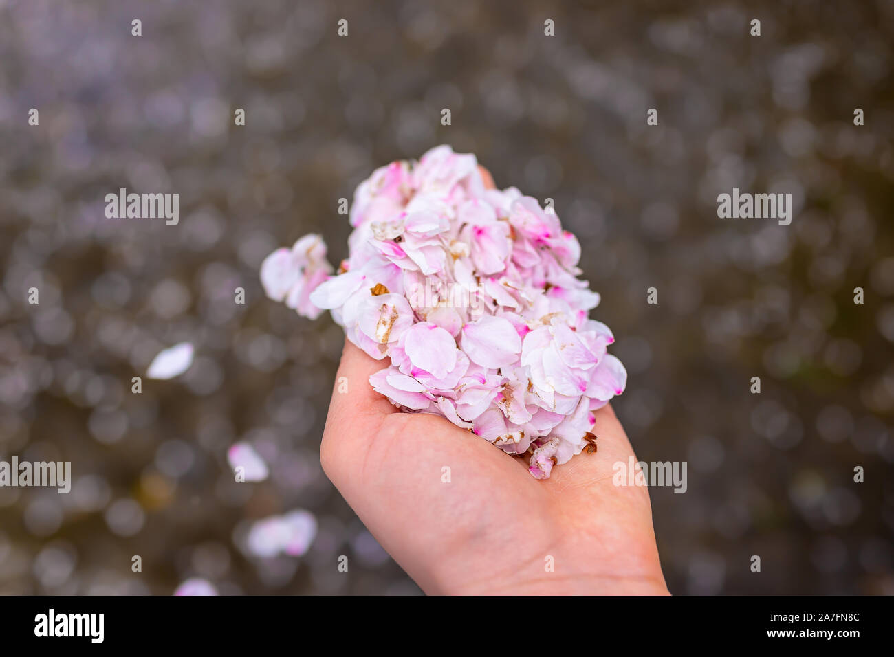 Kyoto, Japon femme femme hand holding cherry blossom sakura pétales en palmier par Takase rivière canal sur le printemps de l'eau Banque D'Images