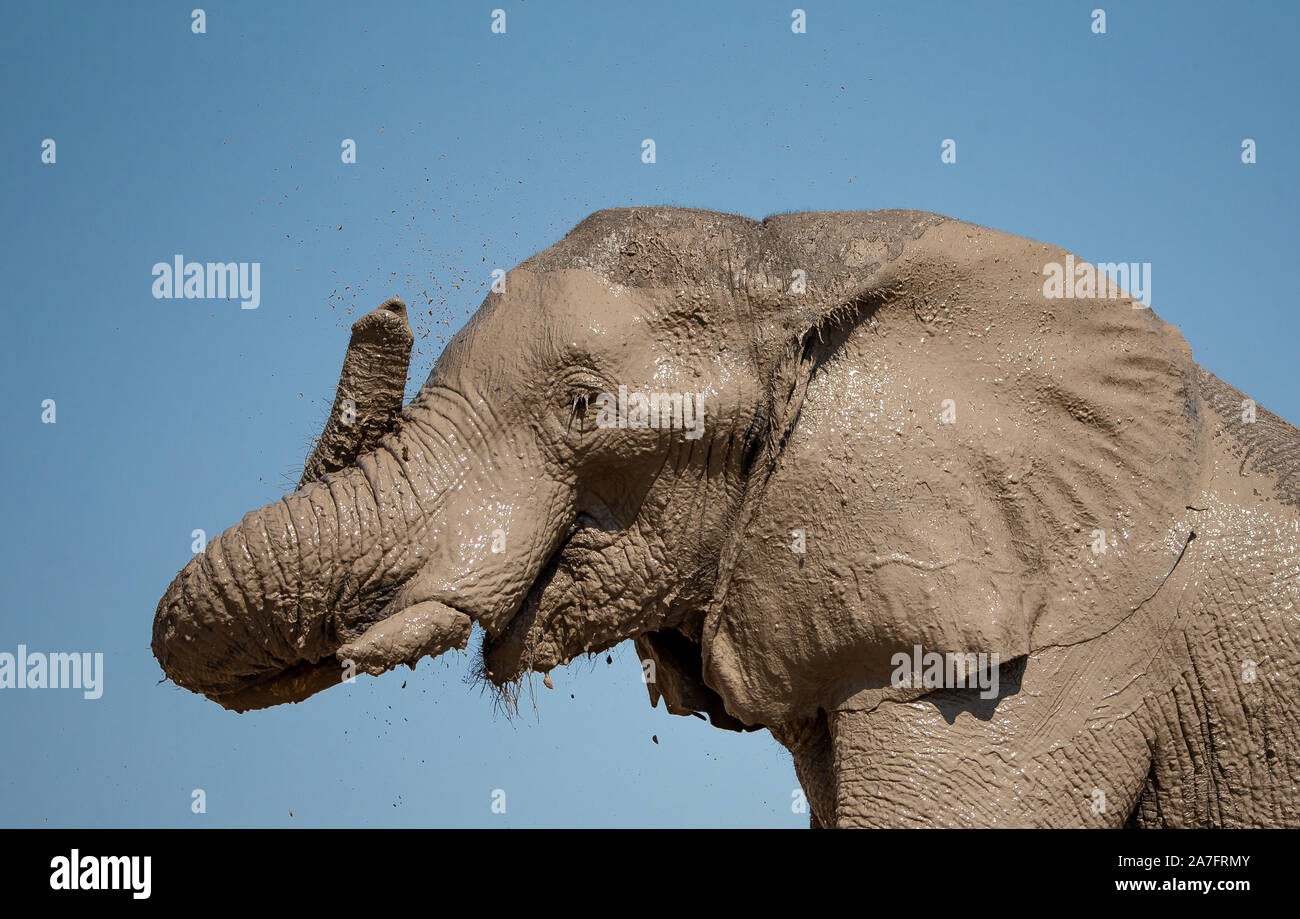Un close up image d'un éléphant couvert de boue Banque D'Images