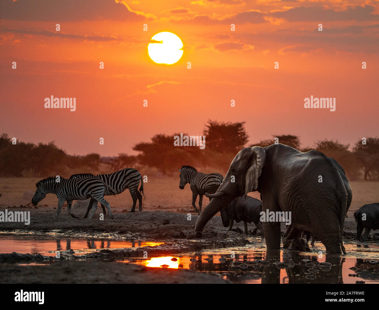 L'éléphant et le zèbre au coucher du soleil par un trou d'eau Banque D'Images