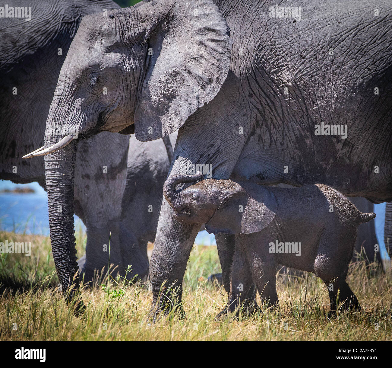 Un bébé éléphant marche à côté de sa mère, avec sa trompe en l'air Banque D'Images