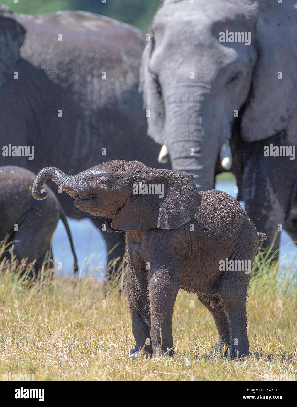 Un bébé éléphant marche à côté de sa mère, avec sa trompe en l'air Banque D'Images