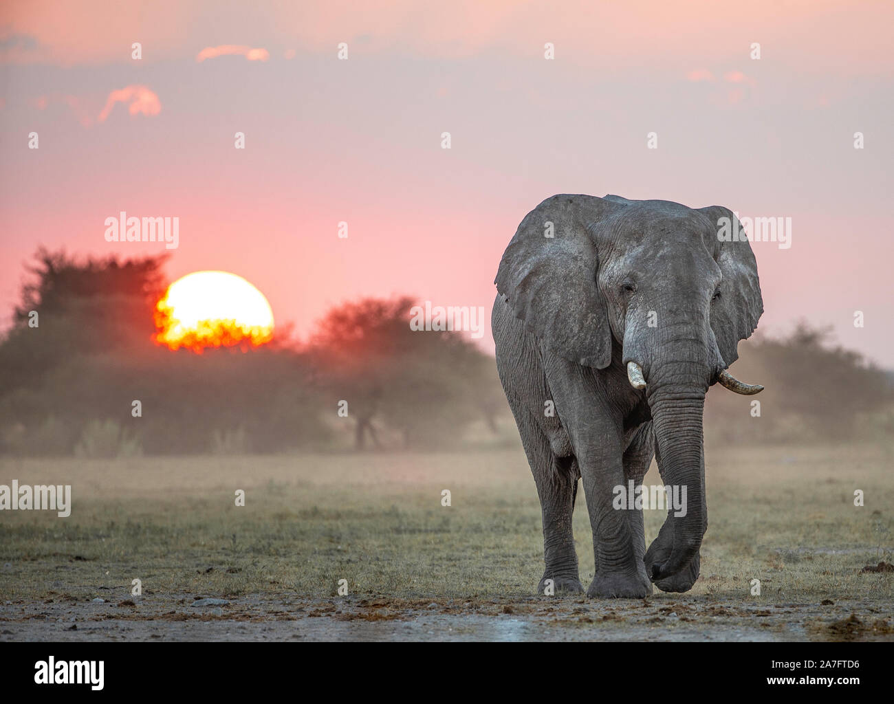 L'éléphant d'Afrique en marche vers l'appareil photo au coucher du soleil. Banque D'Images