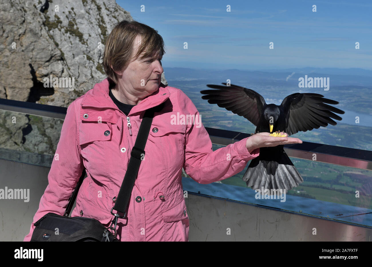 Alpine chough Pyrrhocorax graculus;;alimenté par';le mont Pilate;suisse Banque D'Images