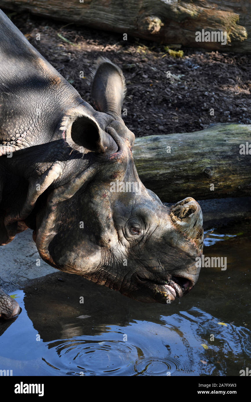 Rhinocéros unicorne de l'Inde;Rhinoceros unicornis;zoo de Bâle;suisse Banque D'Images