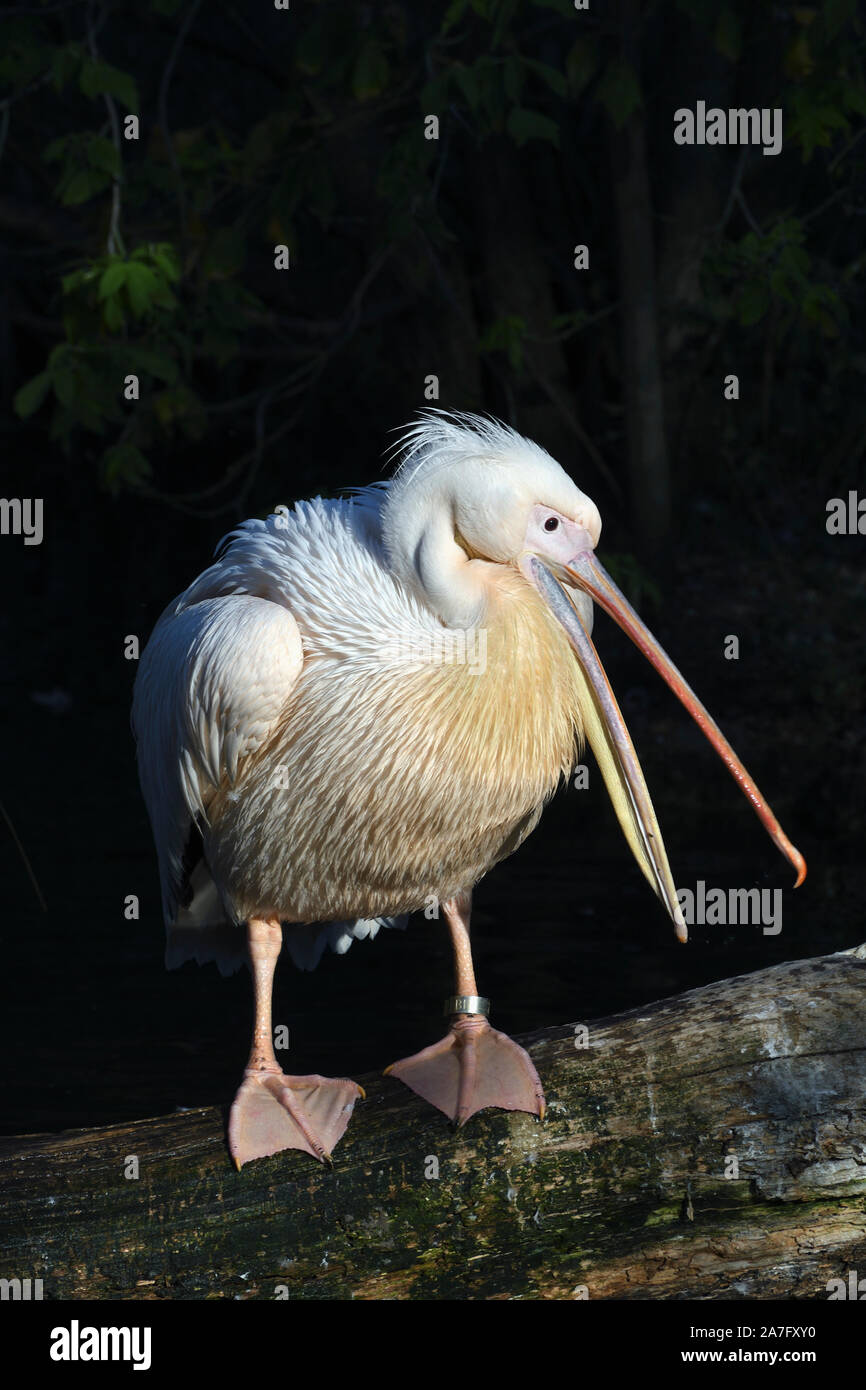 Grand Pélican blanc Pelecanus onocrotalus;;zoo de Bâle;suisse Banque D'Images