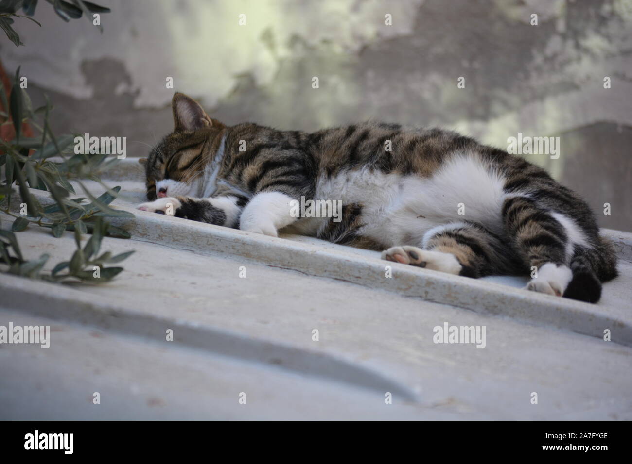 Sleeping cat allongé sur un toit à l'ombre d'un olivier Banque D'Images