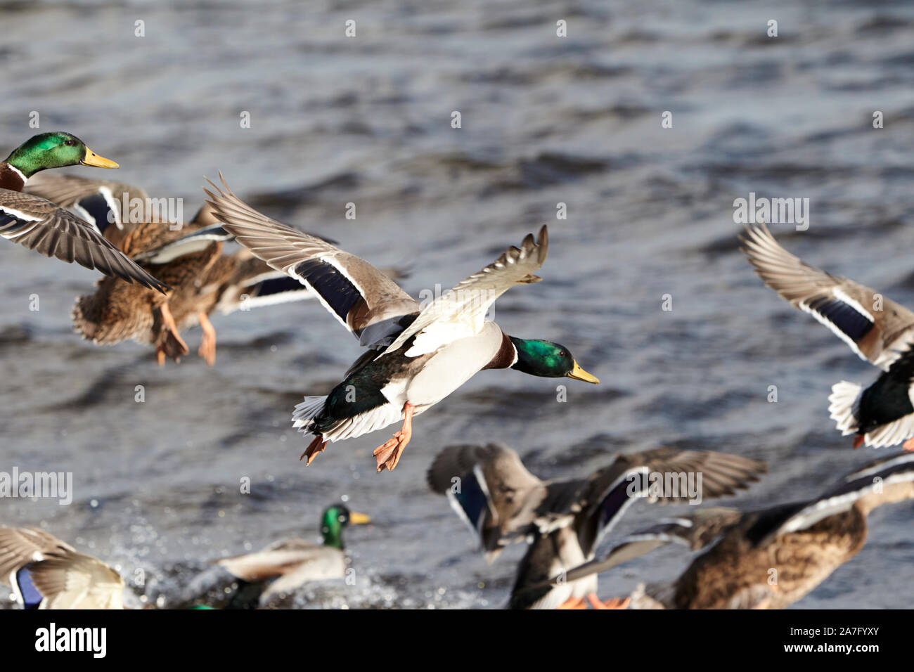 Troupeau de canards colverts mâles et femelles en venant de se poser sur l'eau ballyronan Lough Neagh comté de Derry en Irlande du Nord Banque D'Images