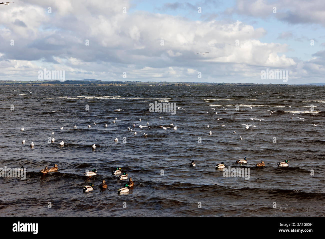 Les oiseaux sauvages, notamment les canards et les mouettes à tête noire sur la berge à ballyronan Lough Neagh comté de Derry en Irlande du Nord Banque D'Images