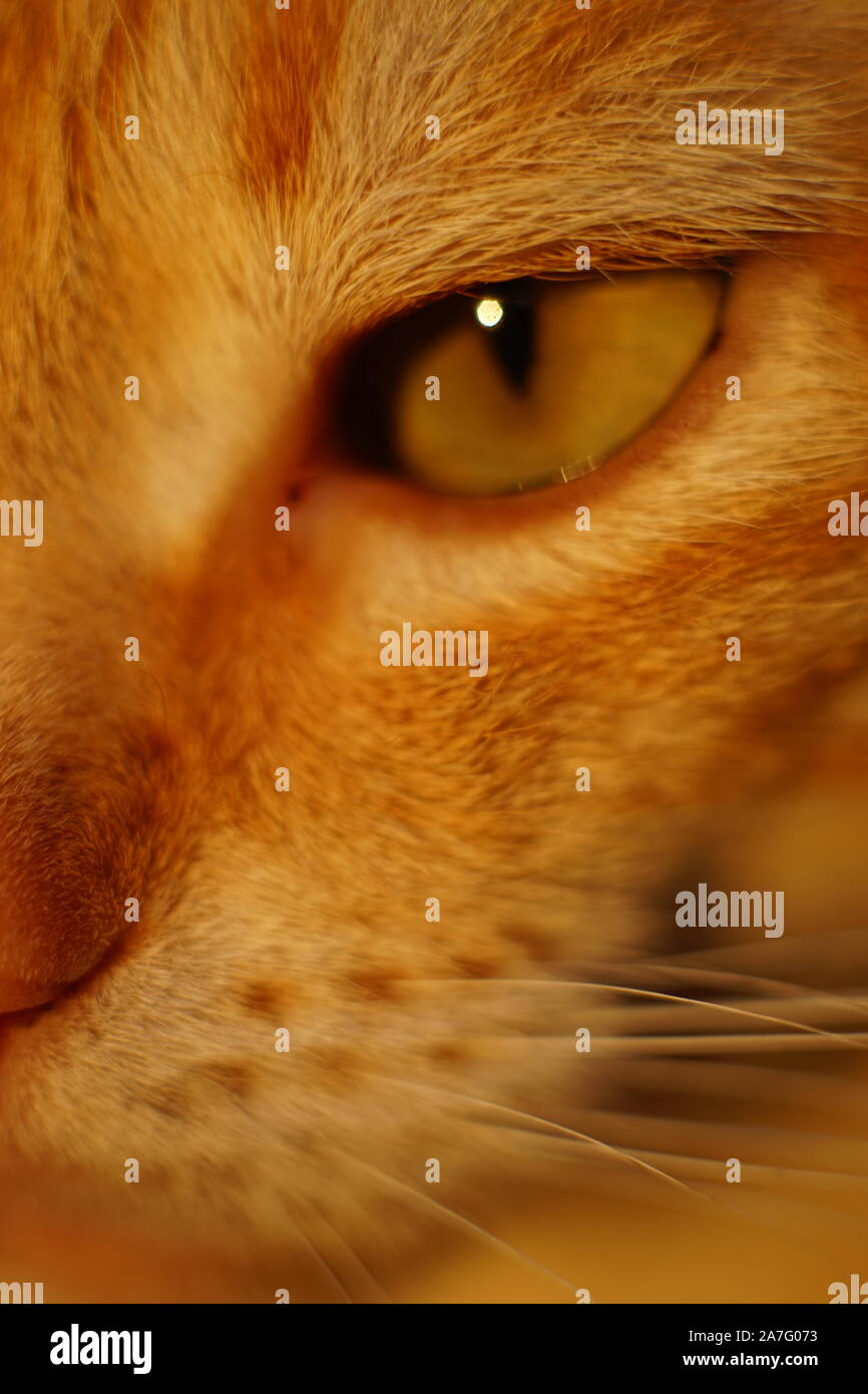 Le gingembre cat près la moitié face portrait Banque D'Images
