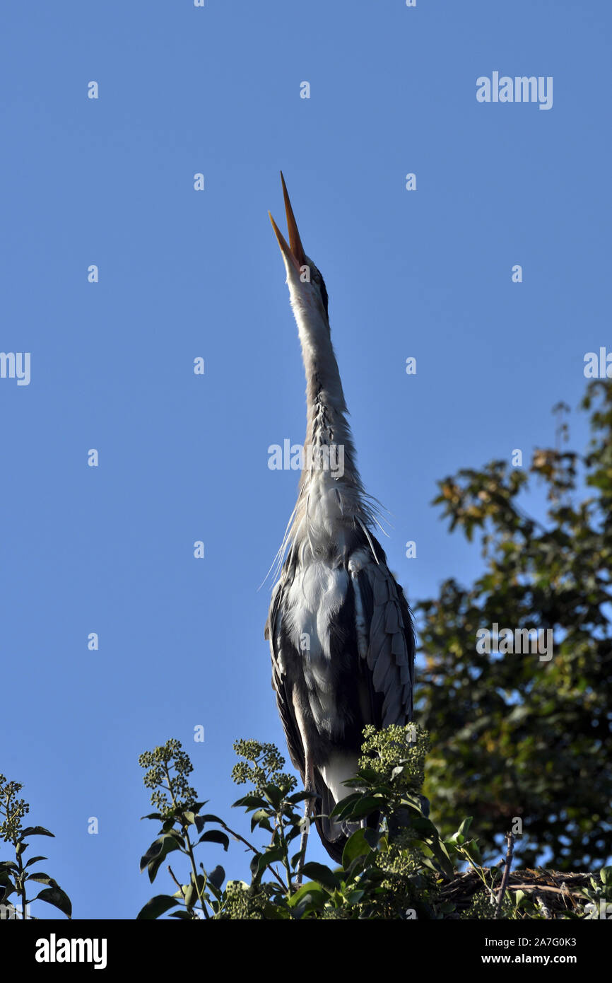 Héron cendré Ardea cinerea;;Appel;site de nidification ; Banque D'Images