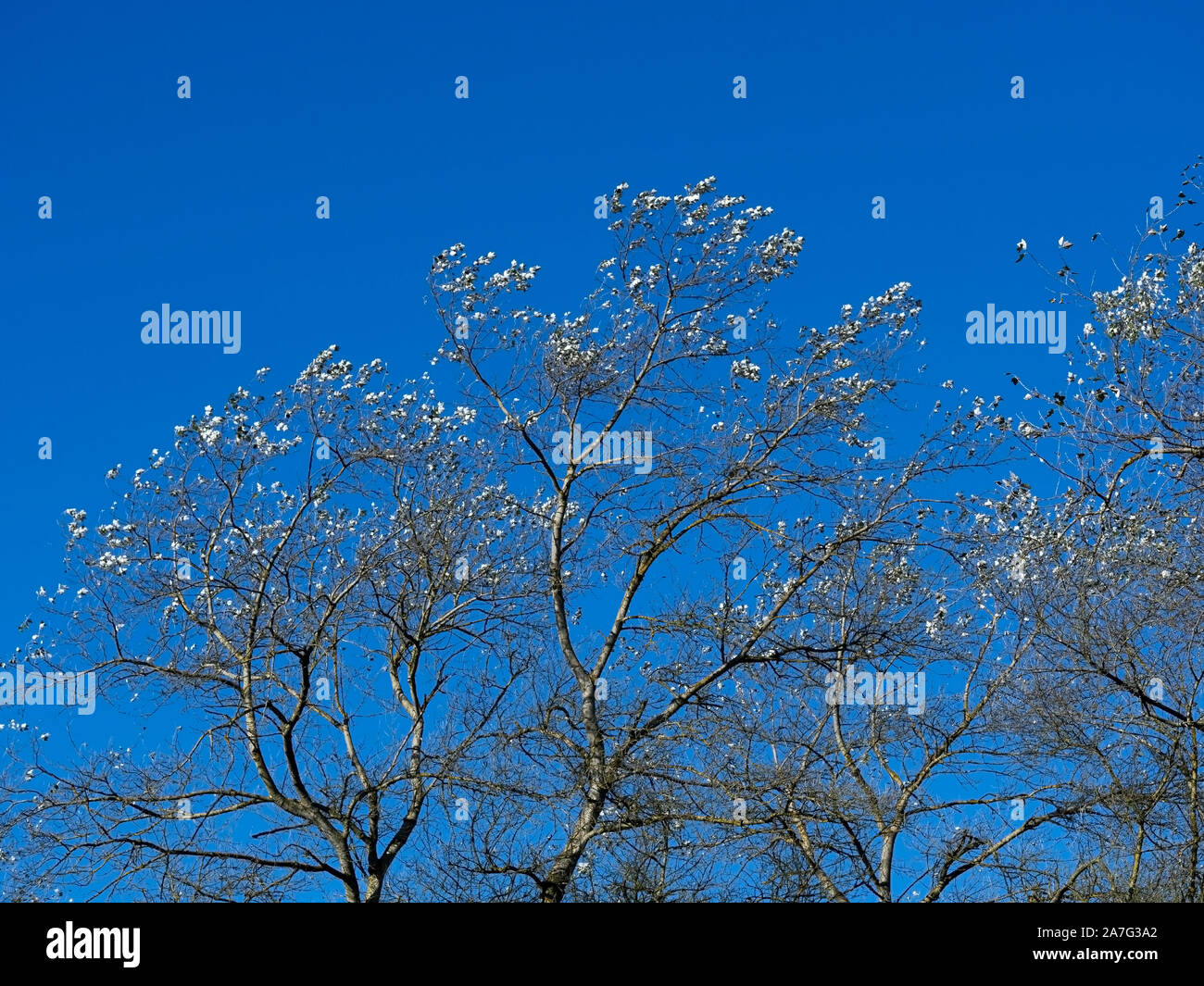 Feuilles d'argent d'un arbre, le peuplier blanc Populus alba, contre un bleu ciel clair d'automne Banque D'Images