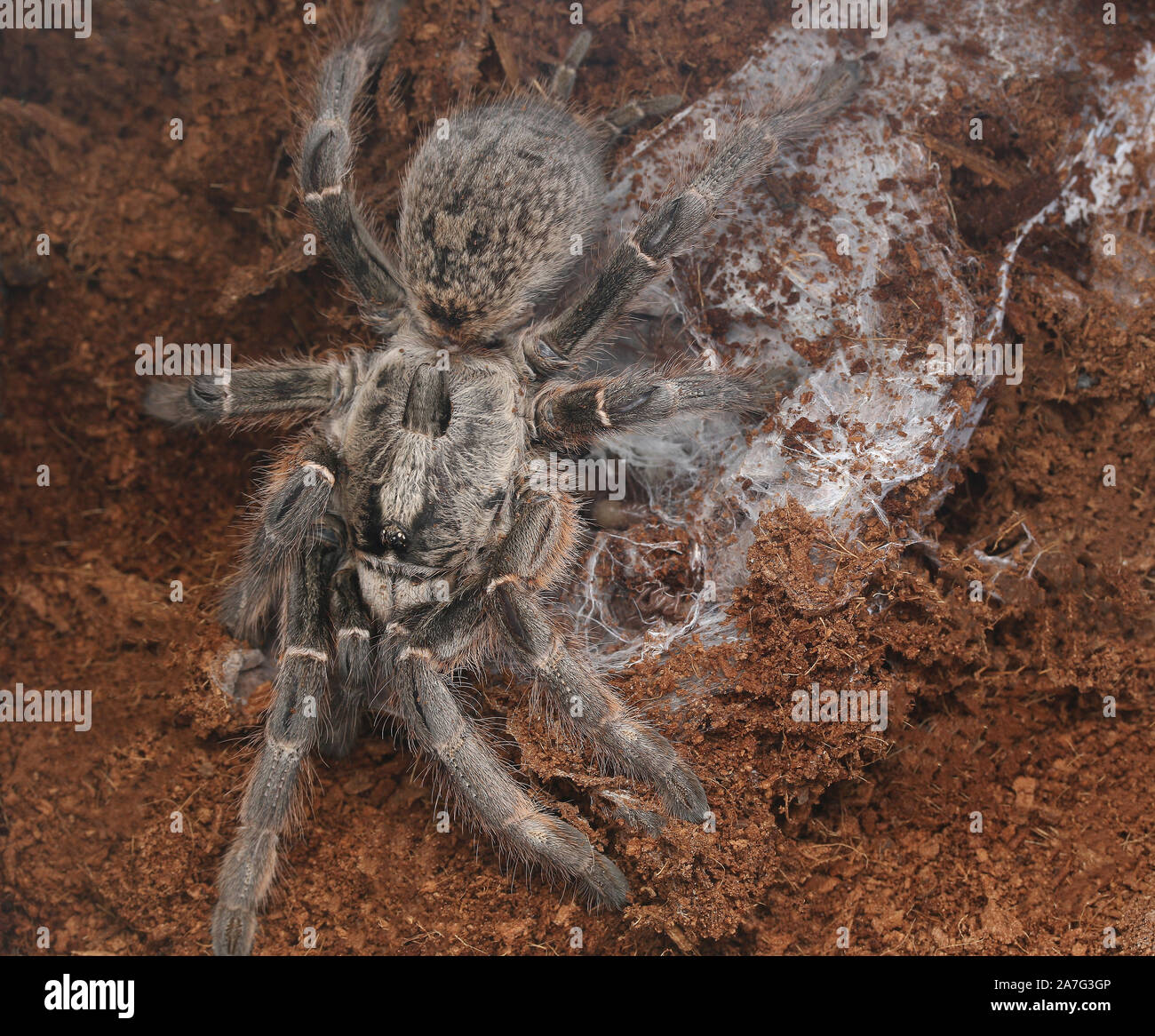 Baboon tarantula ou burst-duc d'arrière de l'Afrique à cornes baboon tarantula, Ceratogyrus darlingi et bébés Banque D'Images