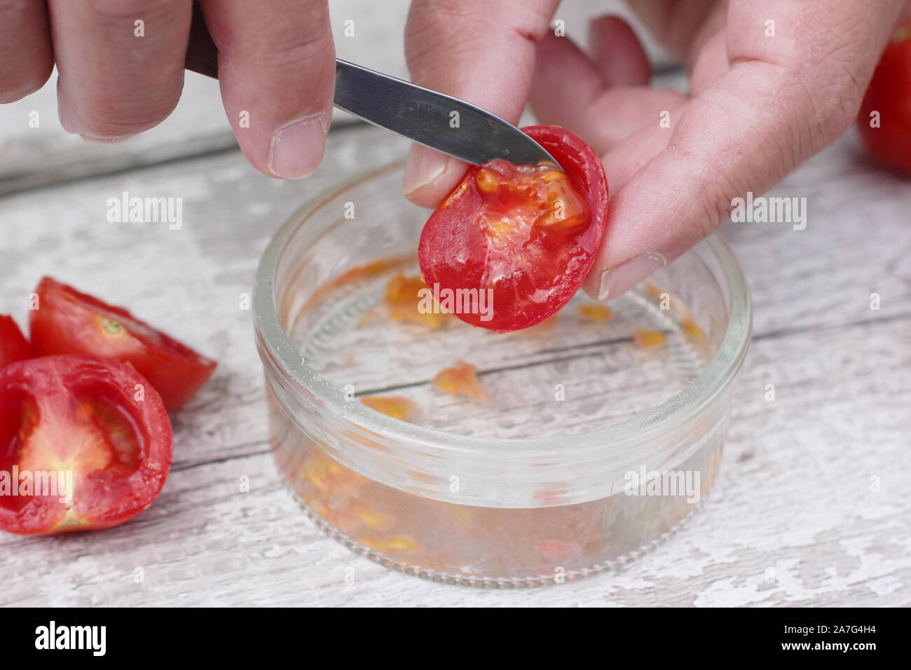 Solanum lycopersicum. Enregistrement de graine de tomate en détachant des graines dans l'eau pour enlever le revêtement avant leur Séchage et entreposage. Banque D'Images