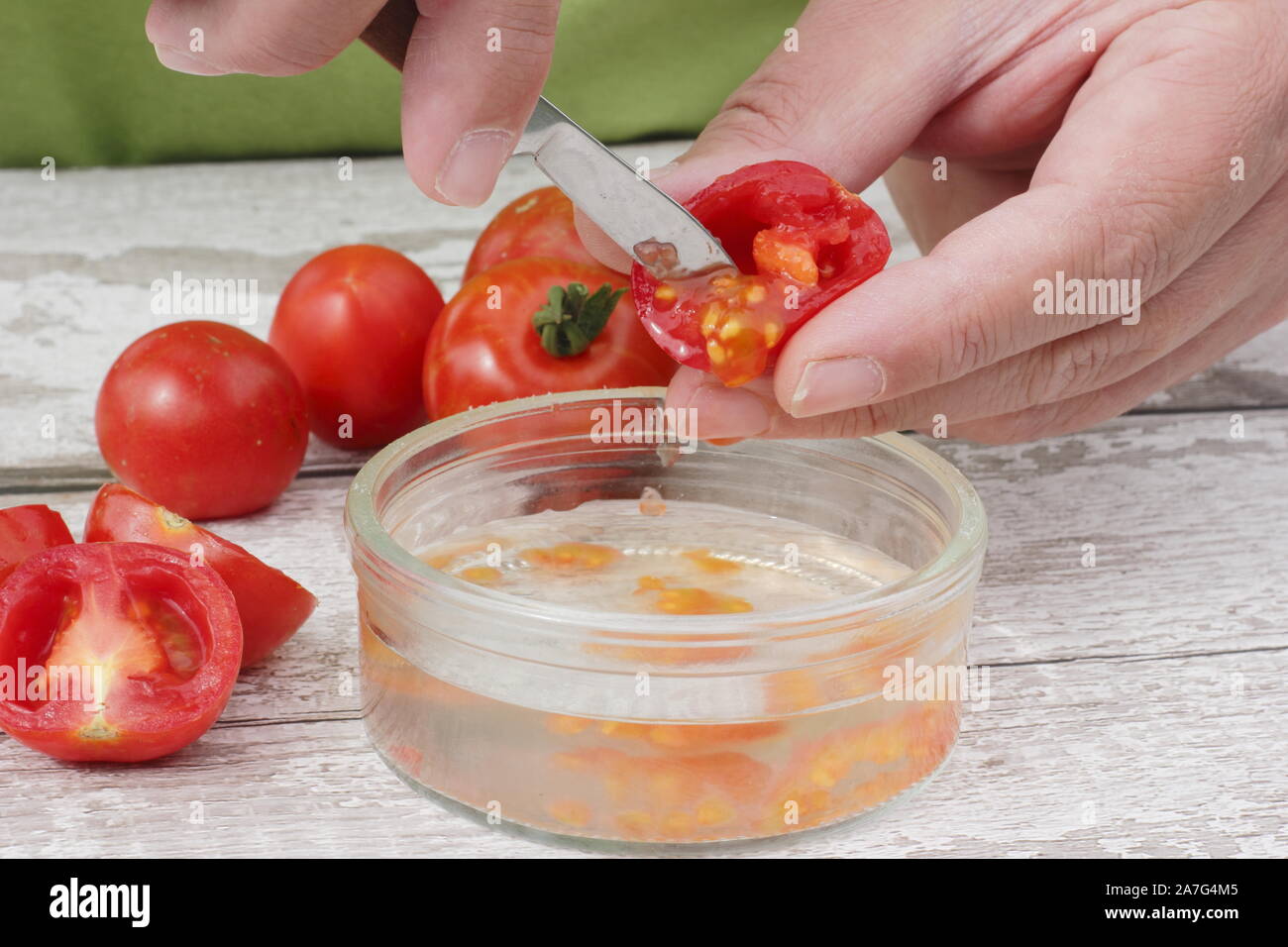 Solanum lycopersicum. Enregistrement de graine de tomate en détachant des graines dans l'eau pour enlever le revêtement avant leur Séchage et entreposage. Banque D'Images