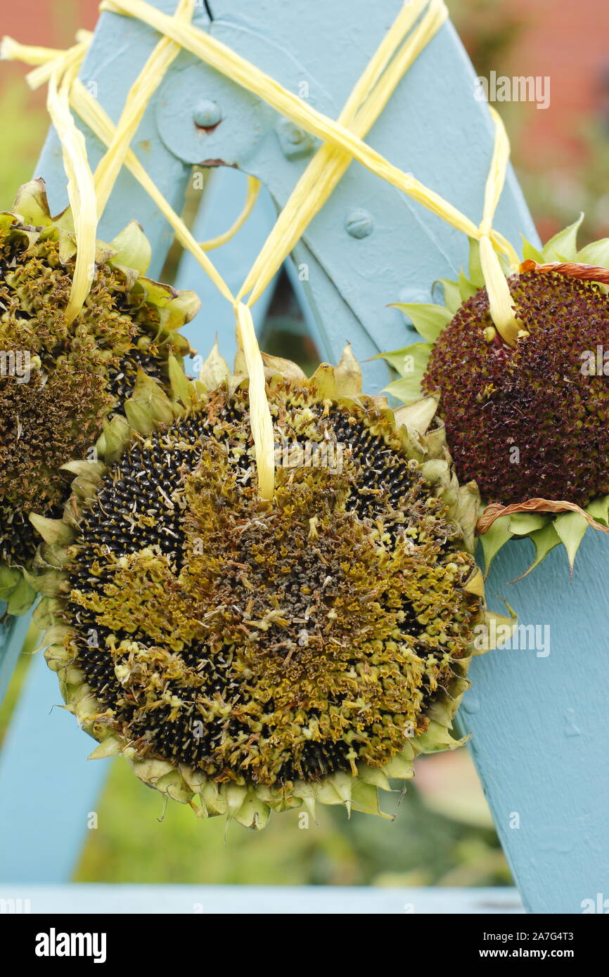 L'Helianthus annuus. Les têtes de graine de tournesol les mangeoires dans un jardin intérieur dans le Derbyshire, Royaume-Uni Banque D'Images