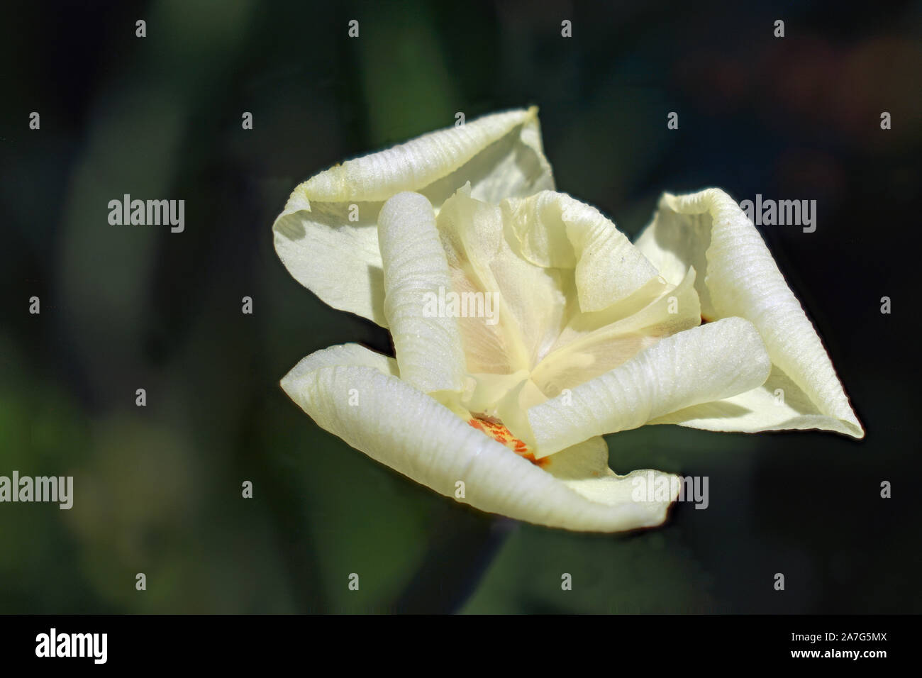 Dietes Bicolor variante africaine Iris photographié à le jardin méditerranéen au Nouveau Mexique Banque D'Images