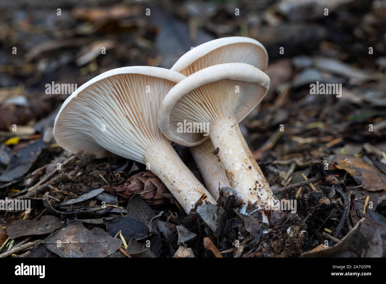 Close up parade sauvage champignons entonnoir sur le sol de la forêt en automne, UK Banque D'Images