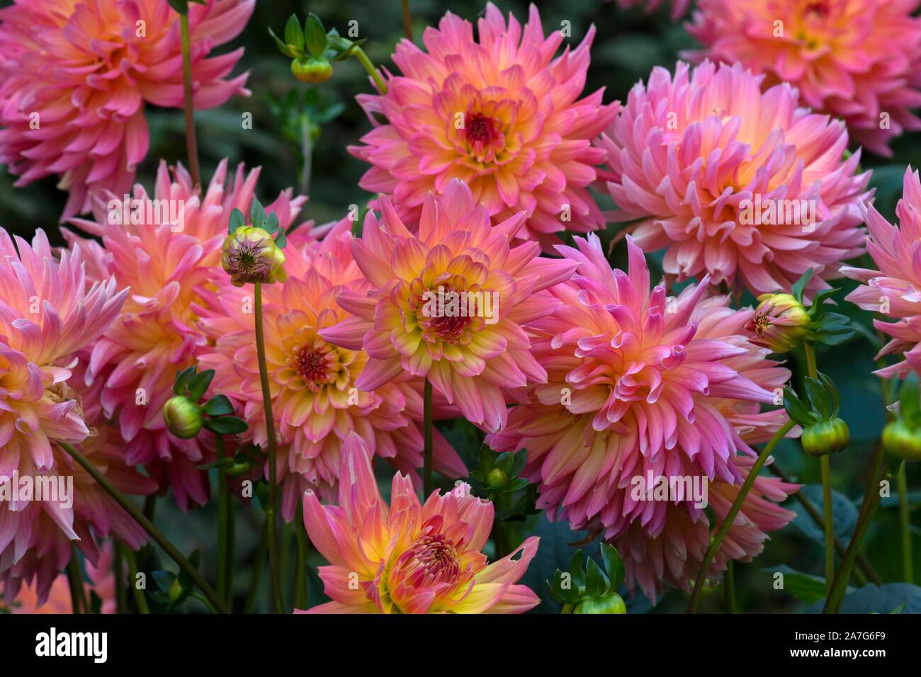 De nombreuses fleurs rose dahlia (Dahlia), Bavière, Allemagne Banque D'Images
