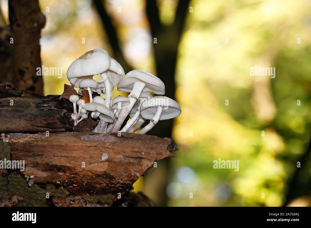 Tasses de champignons (Oudemansiella mucida) sur une branche d'un vieux hêtre commun (Fagus sylvatica), Schleswig-Holstein, Allemagne Banque D'Images