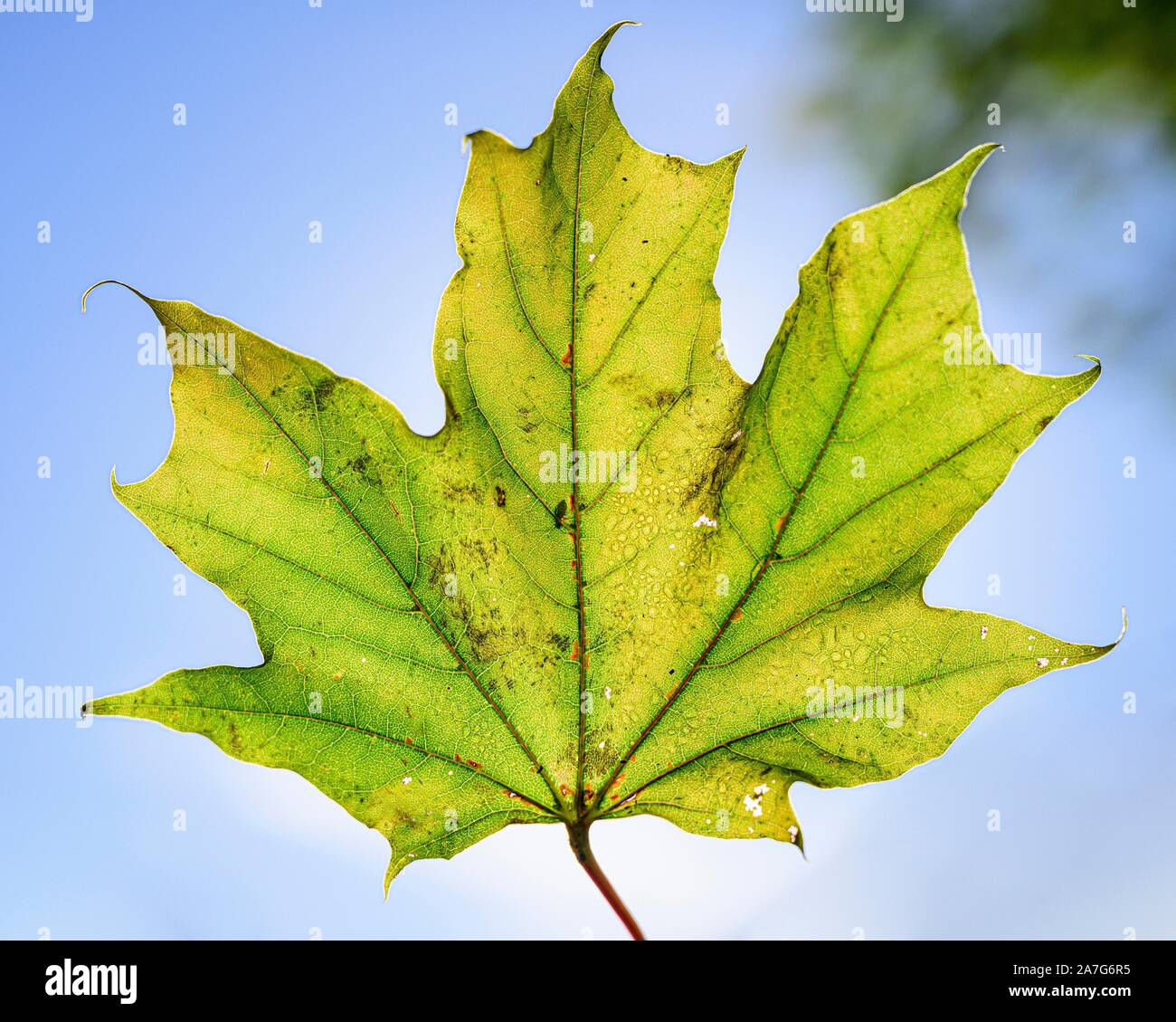 Érable (Acer), l'automne jaune et vert feuille d'érable décoloré en face de ciel, Automne, Munich, Allemagne Banque D'Images