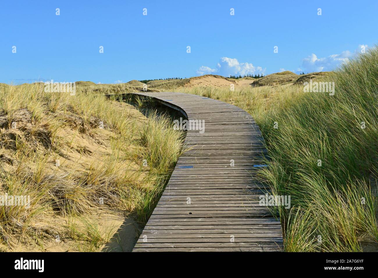 Sentier à bord dans le domaine des dunes, Amrum, au nord de l'île de la Frise, Frise du Nord, Schleswig-Holstein, Allemagne Banque D'Images