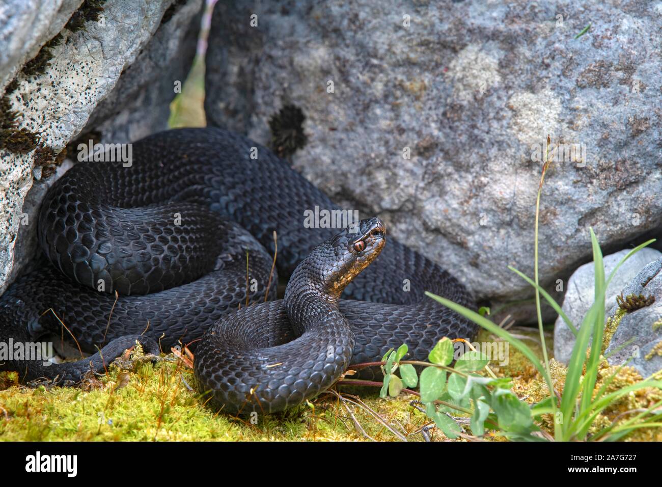 Viper européen commun (Vipera berus), noir, morphe en position défensive, Karwendel, Tyrol, Autriche Banque D'Images