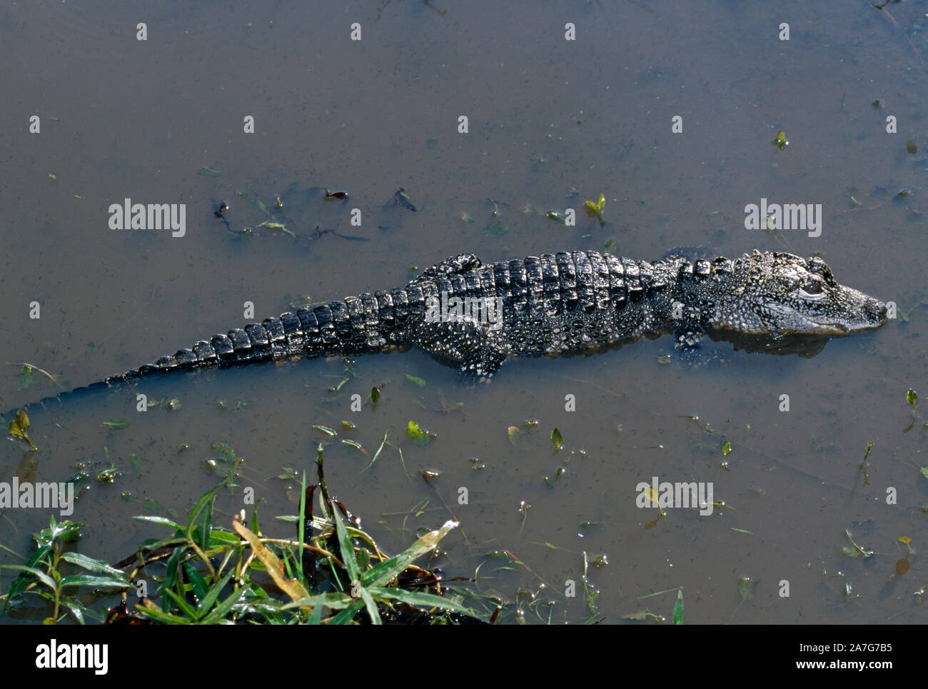 Dans l'eau alligator de Chine (Alligator sinensis). Banque D'Images