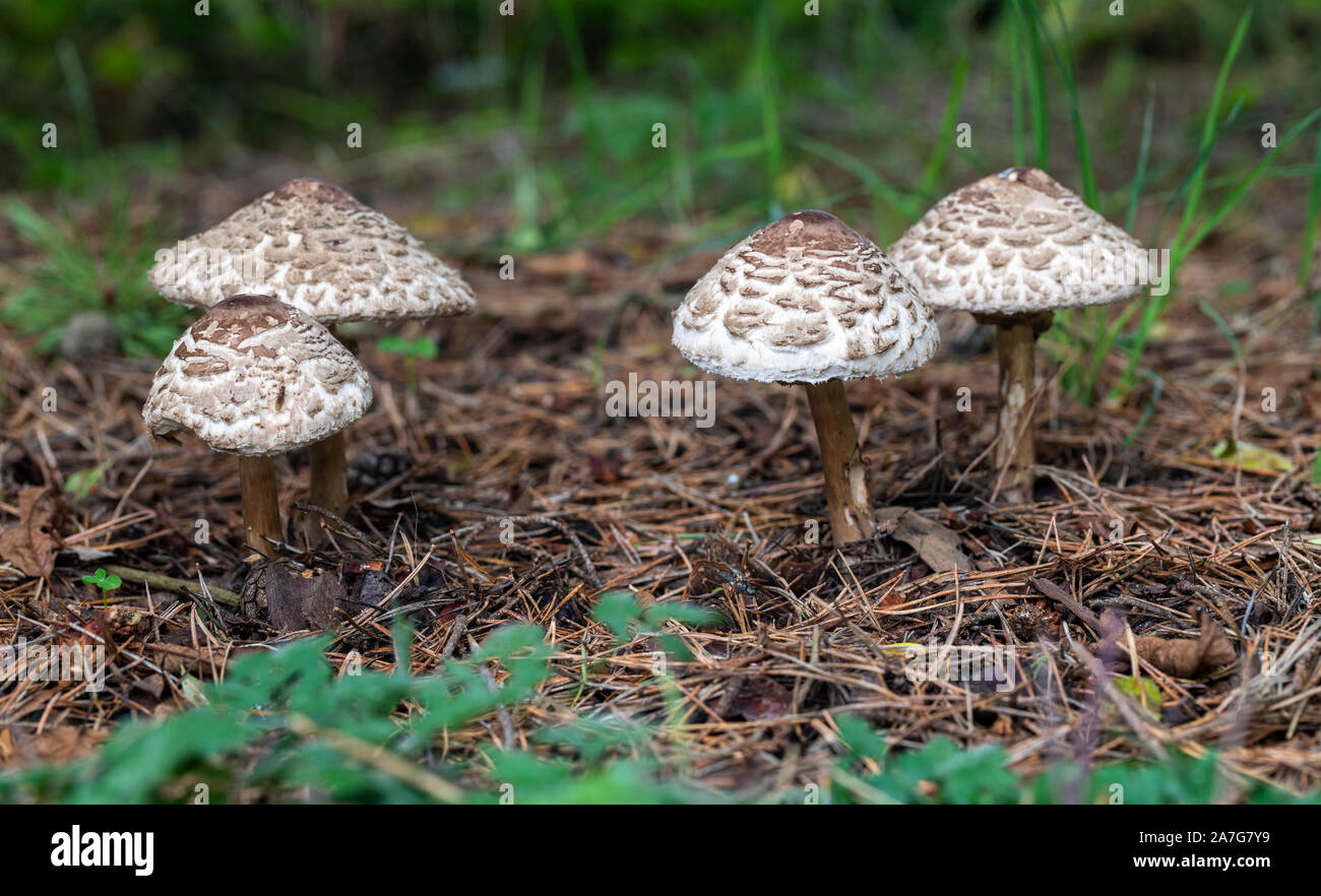 Gros plan sur les champignons parasol sauvages dans les bois pendant l'automne, Wiltshire, Angleterre, Royaume-Uni Banque D'Images