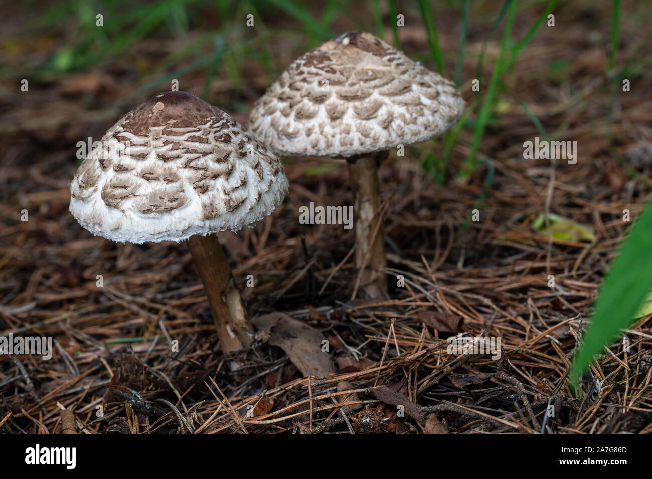 Gros plan sur les champignons parasol sauvages dans les bois en automne, Angleterre, Royaume-Uni Banque D'Images