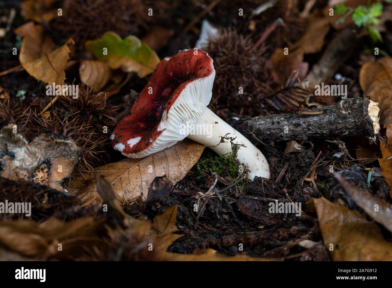 Gros plan sur un champignon russula pourpre sauvage et noir sur le sol de la forêt montrant ses branchies blanches.Automne, Angleterre, Royaume-Uni Banque D'Images