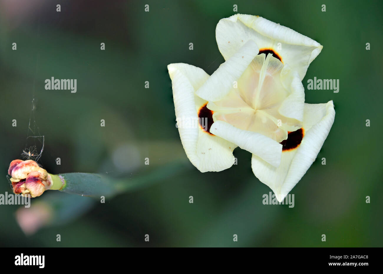 Dietes Bicolor variante africaine Iris photographié à le jardin méditerranéen au Nouveau Mexique Banque D'Images