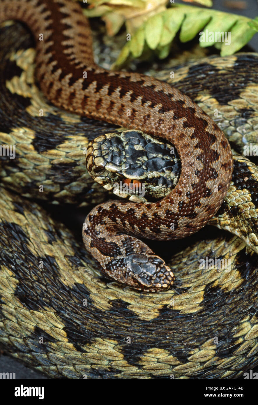 ADDER ou du Nord (jeune vipère Vipera berus berus) Royaume-Uni. Les jeunes femmes avec de nouveaux nés. Le Norfolk. L'Angleterre. Banque D'Images