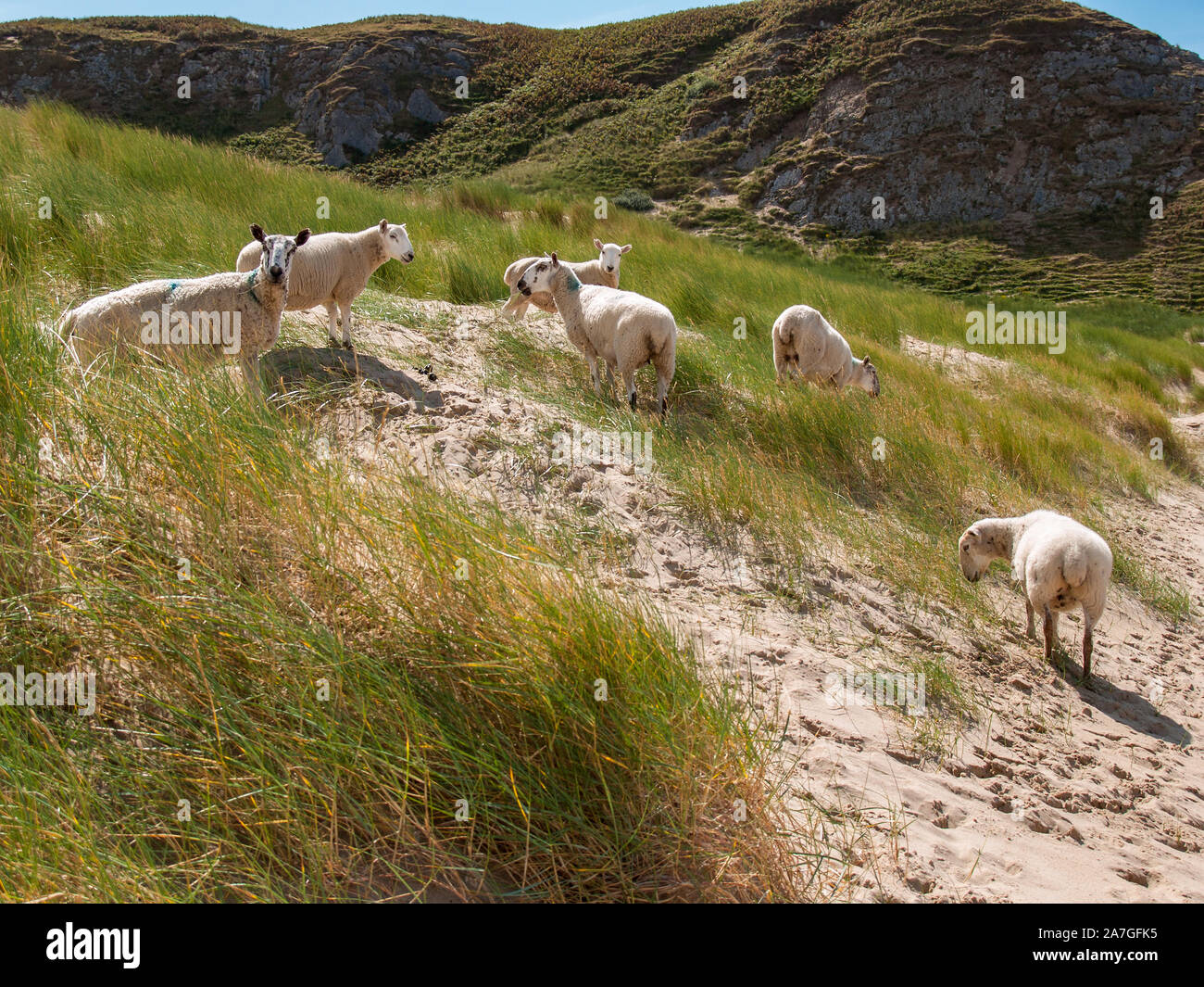 Whiteford sands. Un troupeau de moutons paissent l'ammophile sur les dunes de sable. AONB. Llanmadoc, North Gower, Pays de Galles, Royaume-Uni. Banque D'Images