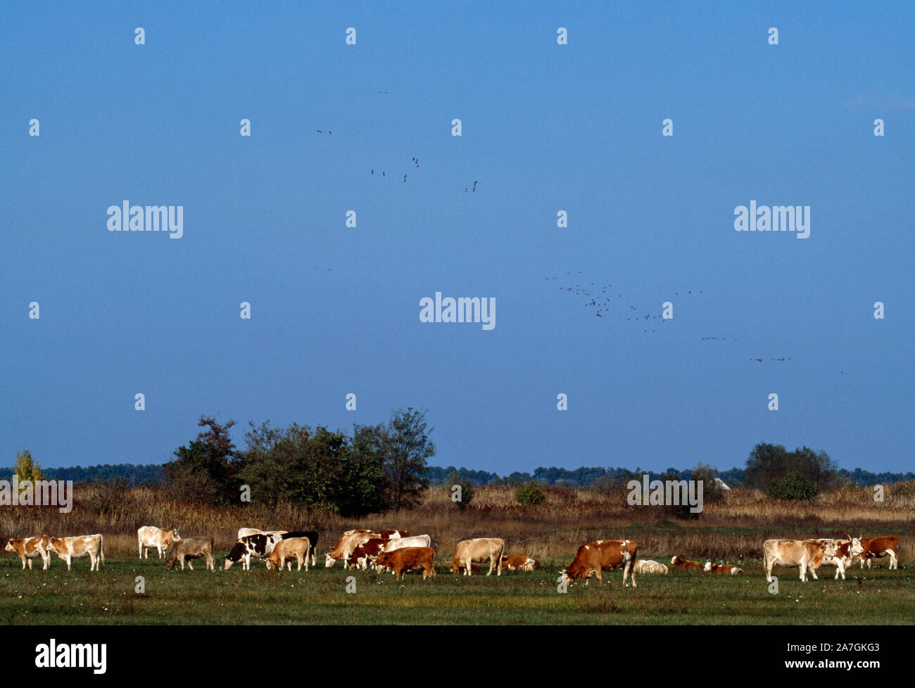 Les bovins domestiques avec ou commun eurasien, grues cendrées (Grus grus), qui survolent la puszta d'Hortobagy, Hongrie Octobre Banque D'Images