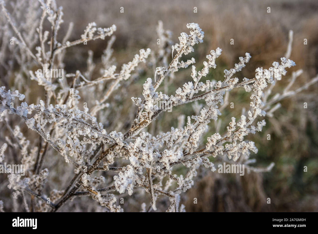 Rime ou de givre sur les branches d'un buisson sur un froid matin d'hiver Banque D'Images