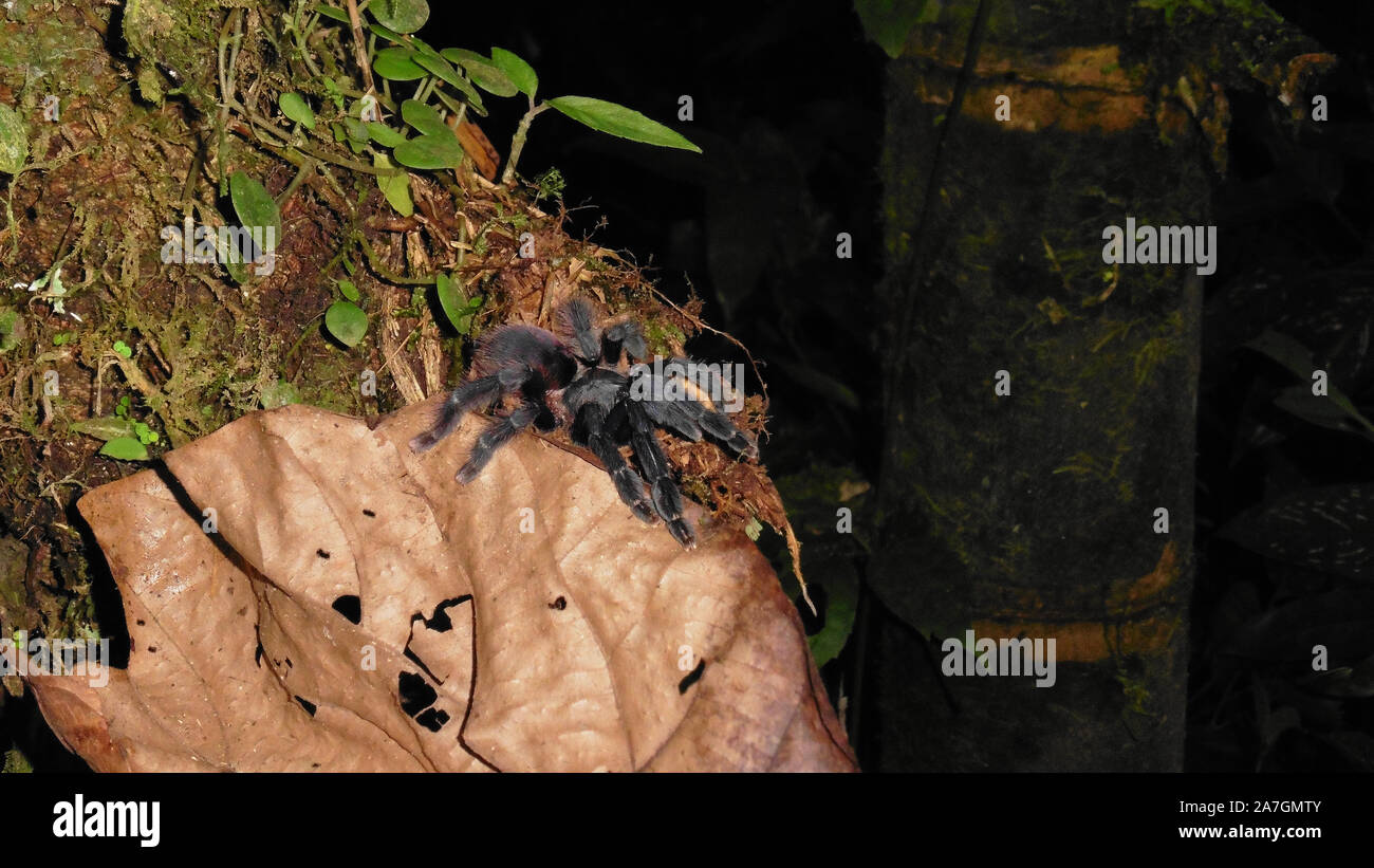 Tarentule sauvages dans la forêt tropicale de l'Équateur Banque D'Images