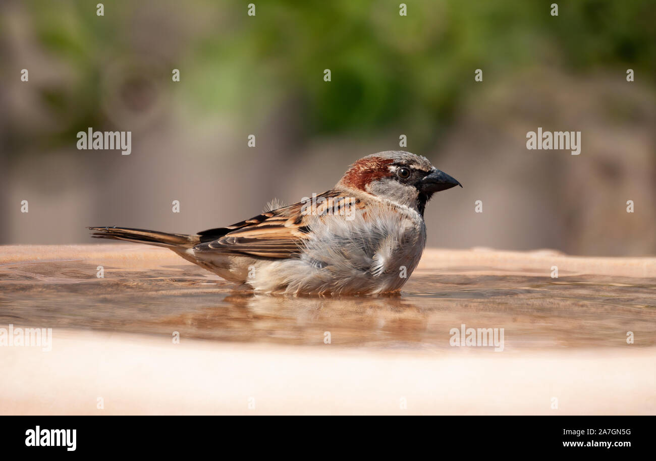 Un Moineau domestique mâle bénéficiant d''un bain rafraîchissant dans un jardin bain d'oiseaux Banque D'Images